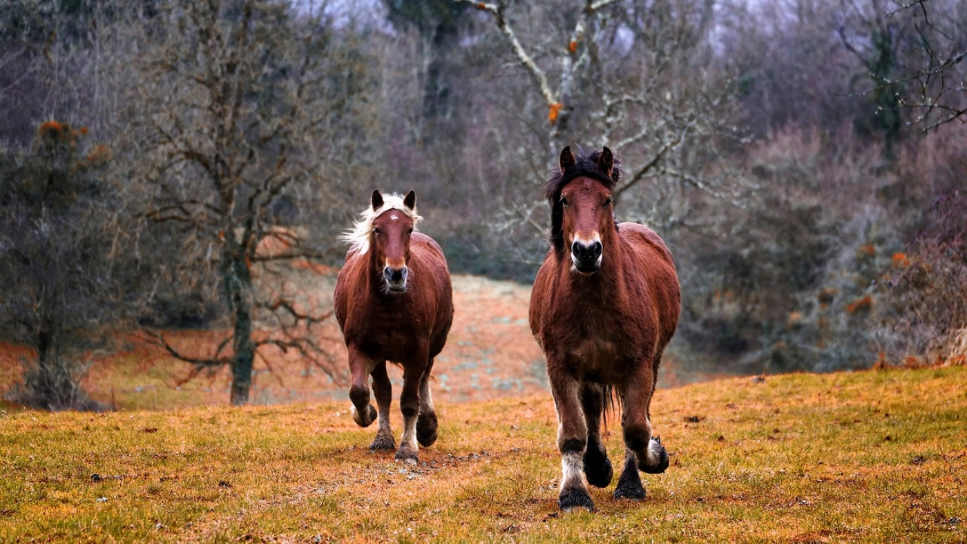 horses-1984977_1280