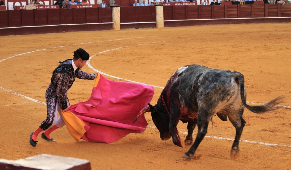 bull-fighting-3606156_1280