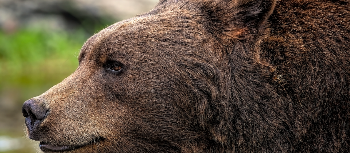 brown-bear-8164838_1280